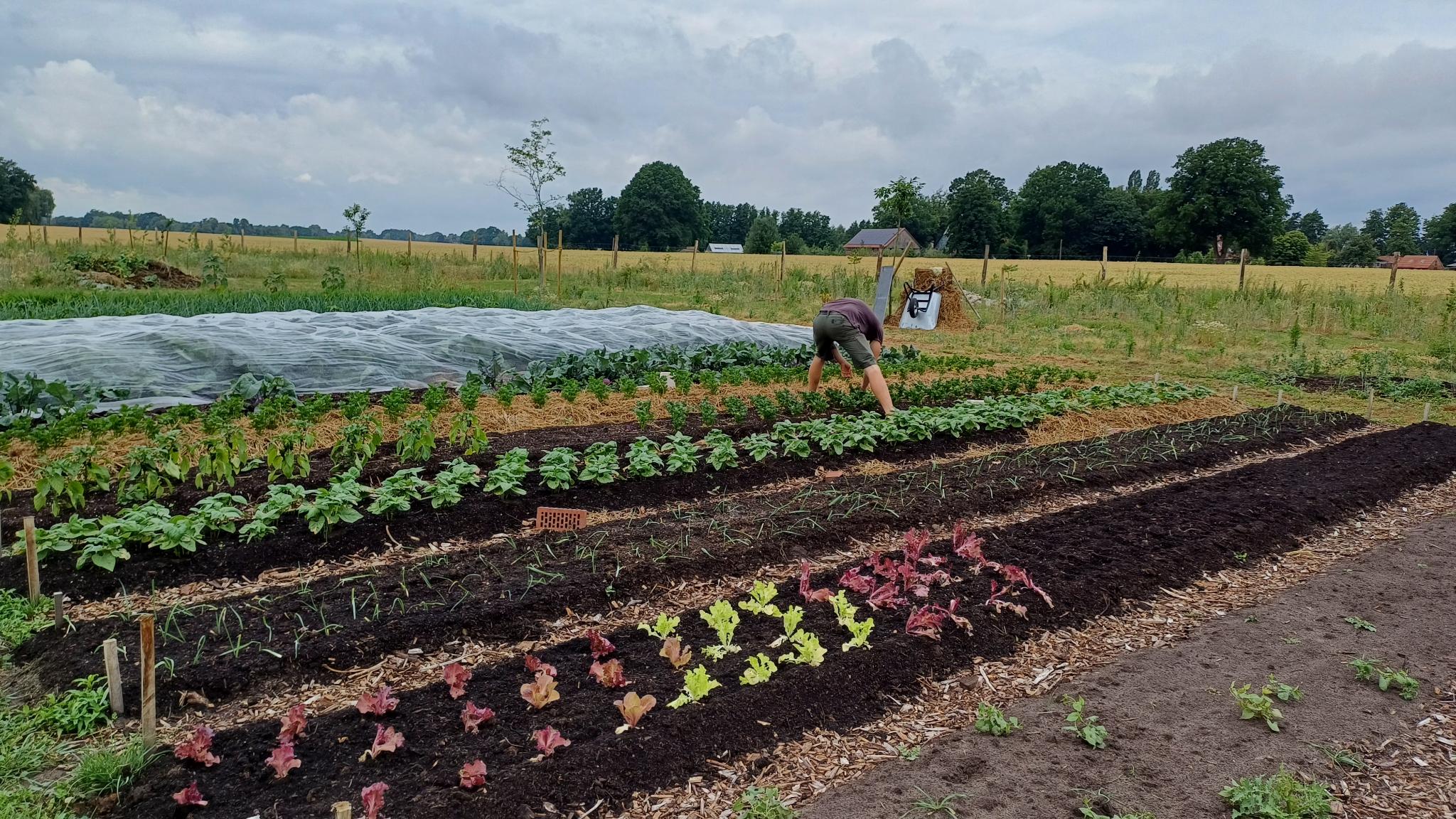 Solidarische Landwirtschaft